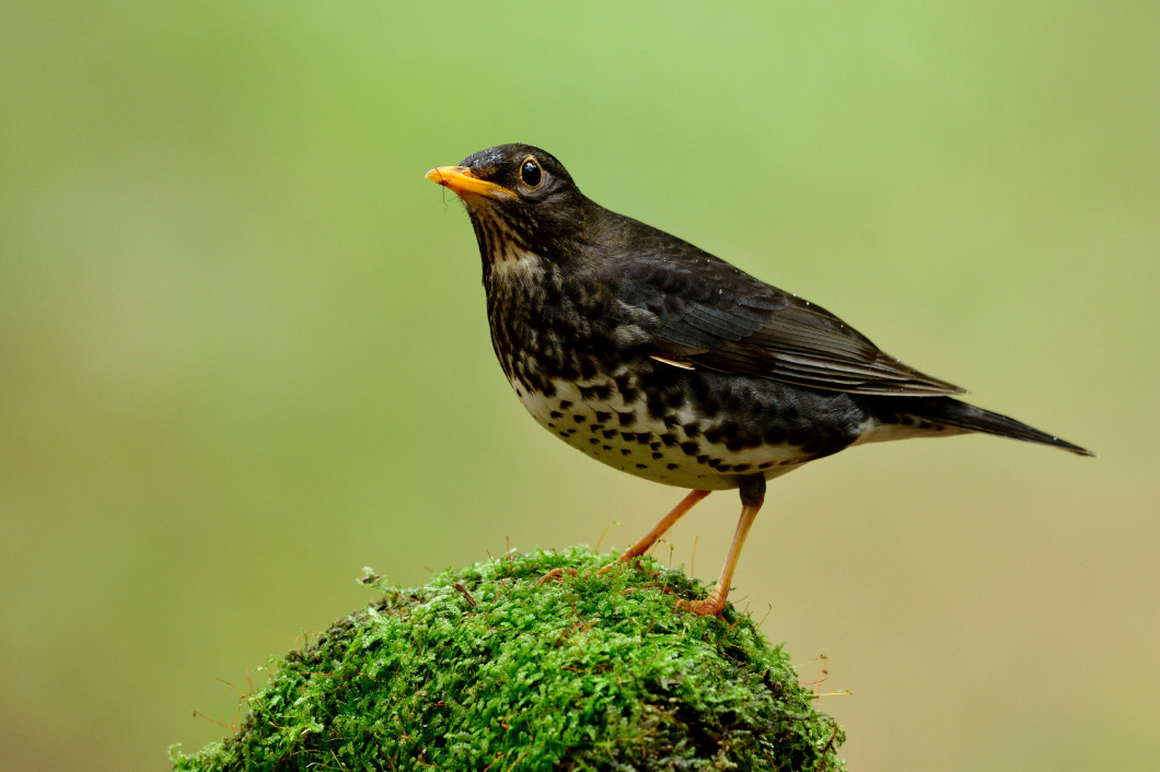  Juvenile of Japanese thrush (Turdus cardis) Amazed black stripe