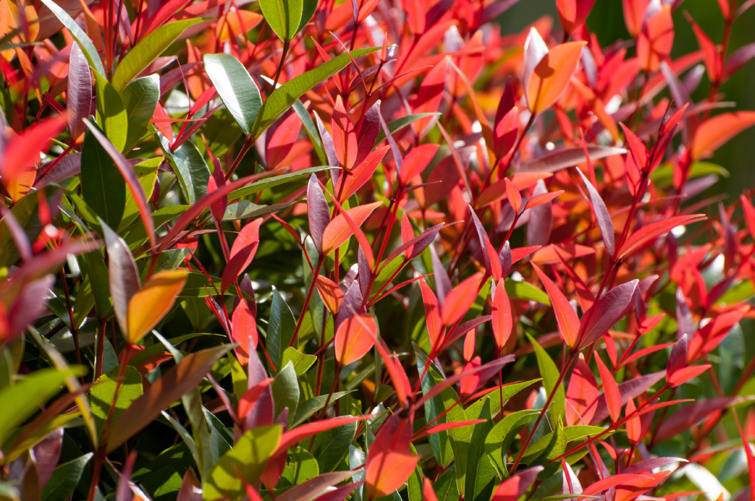 Red and green leaves on bush in the garden