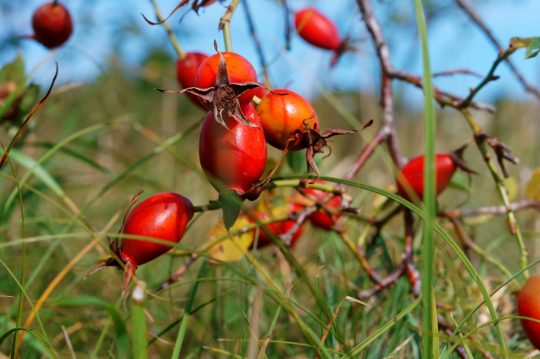 ripe red rose hips, rosehips medicinal
