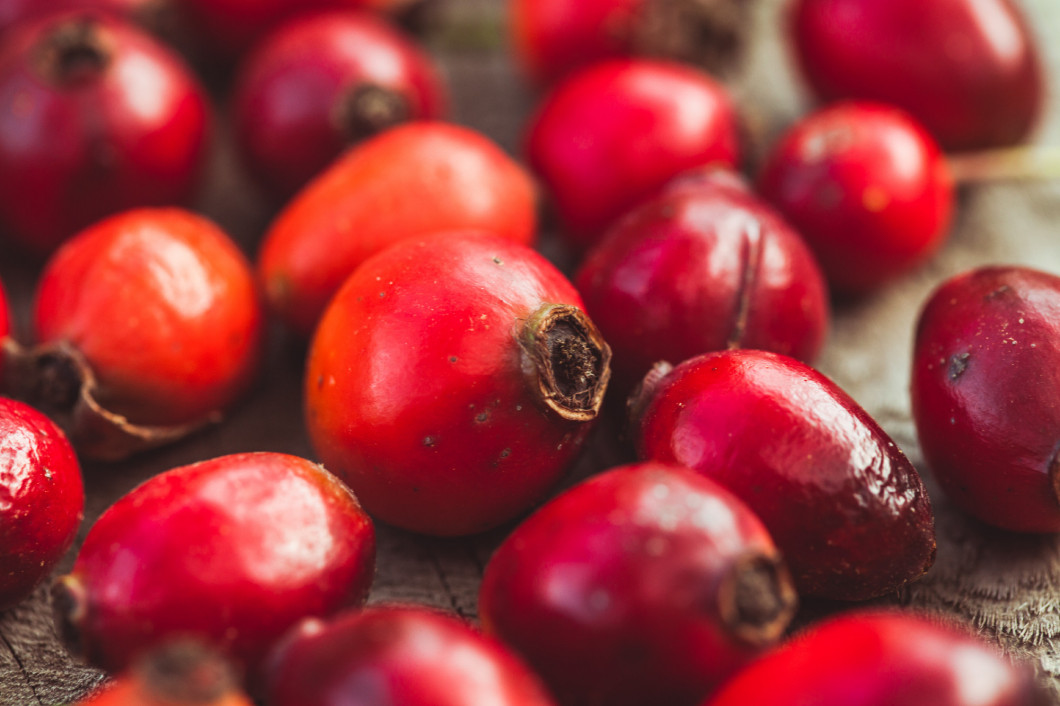 Dogrose fruits