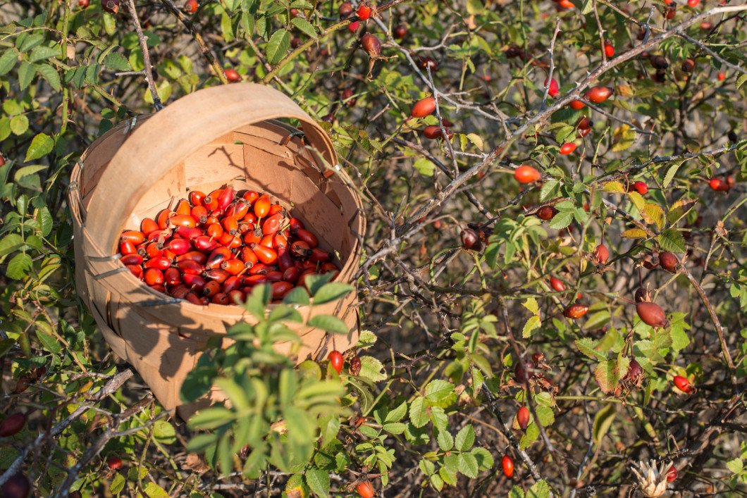 Rosehip in a basket