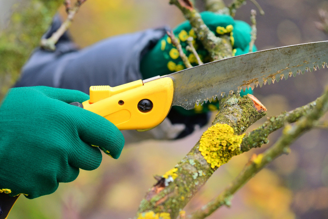 Hands with gloves of gardener doing maintenance work, pruning tr