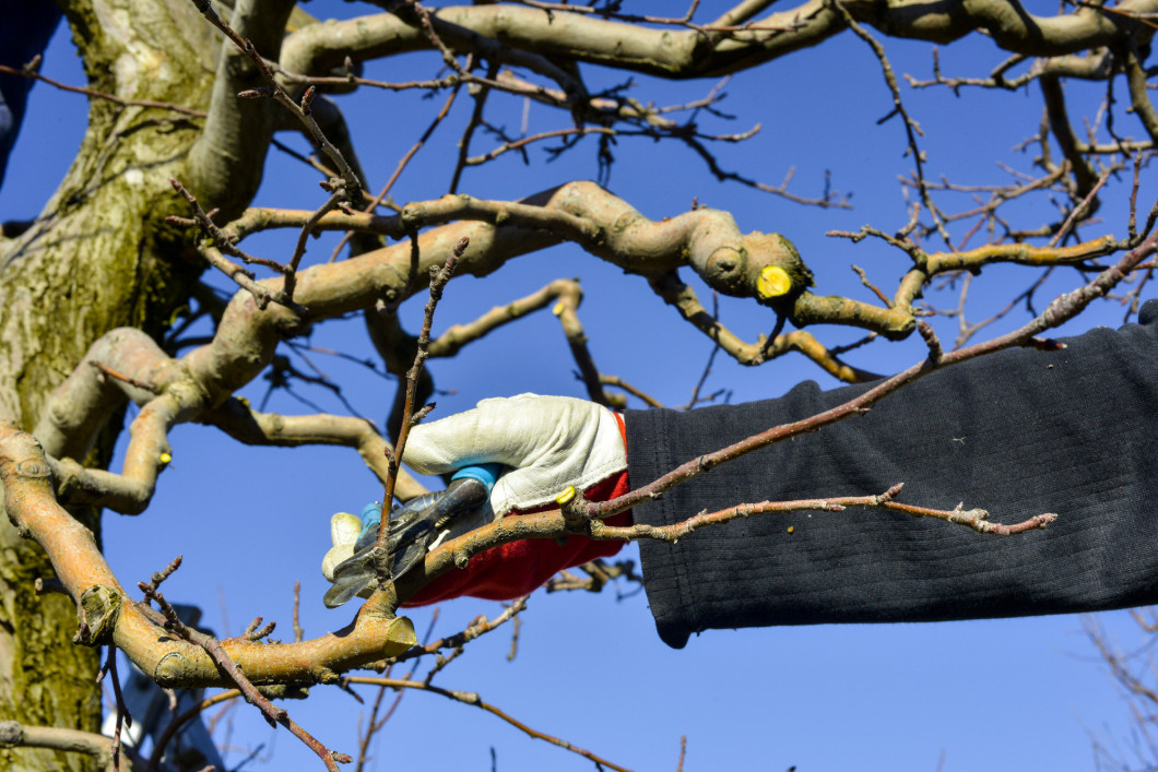 unrecognizable man pruning apple trees in an orchard in march