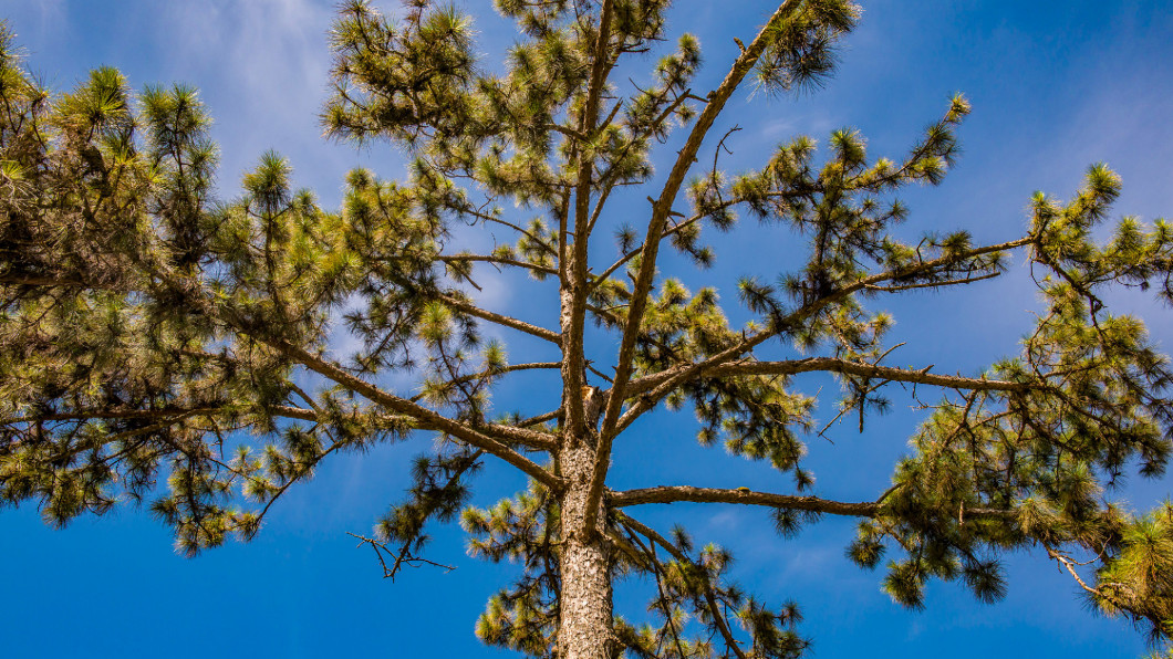 Pine tree with blue sky