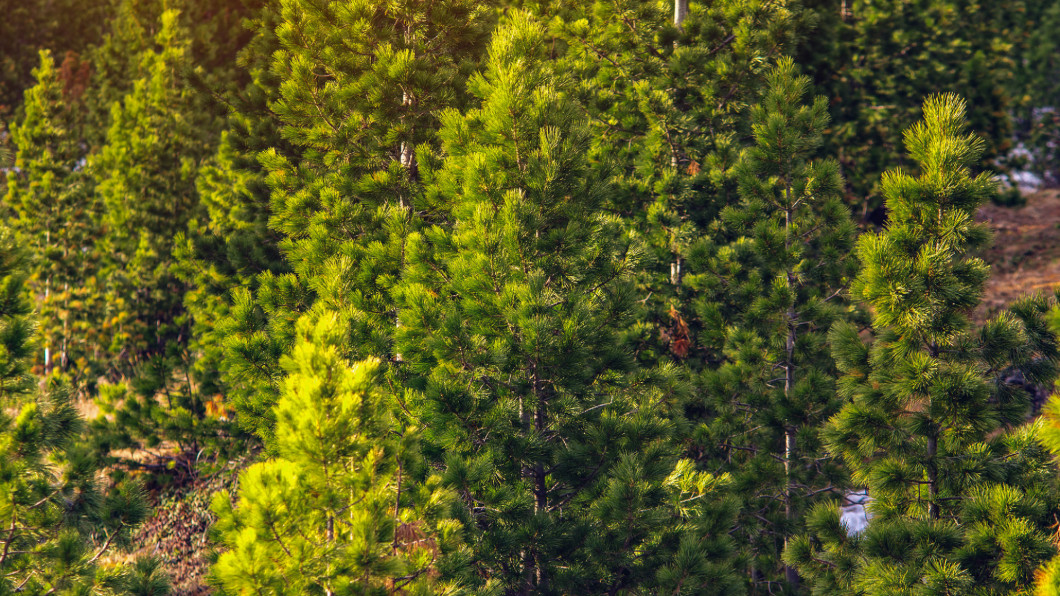 Forest of green pine trees in the sun. the concept of the textur