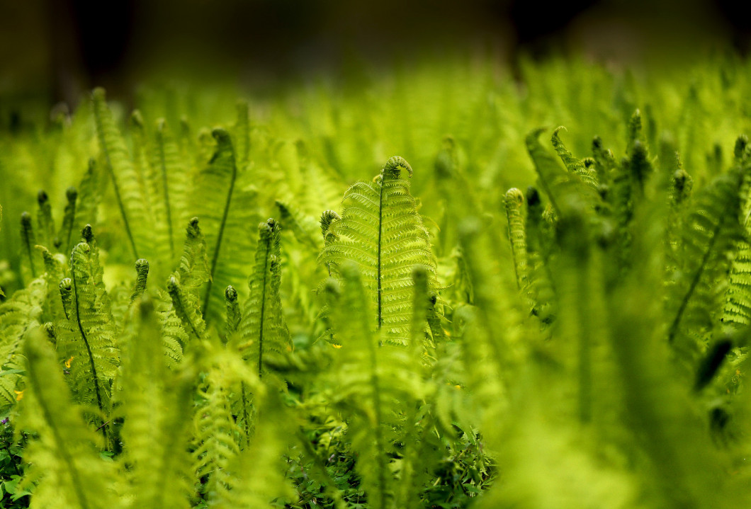 meadow green fern