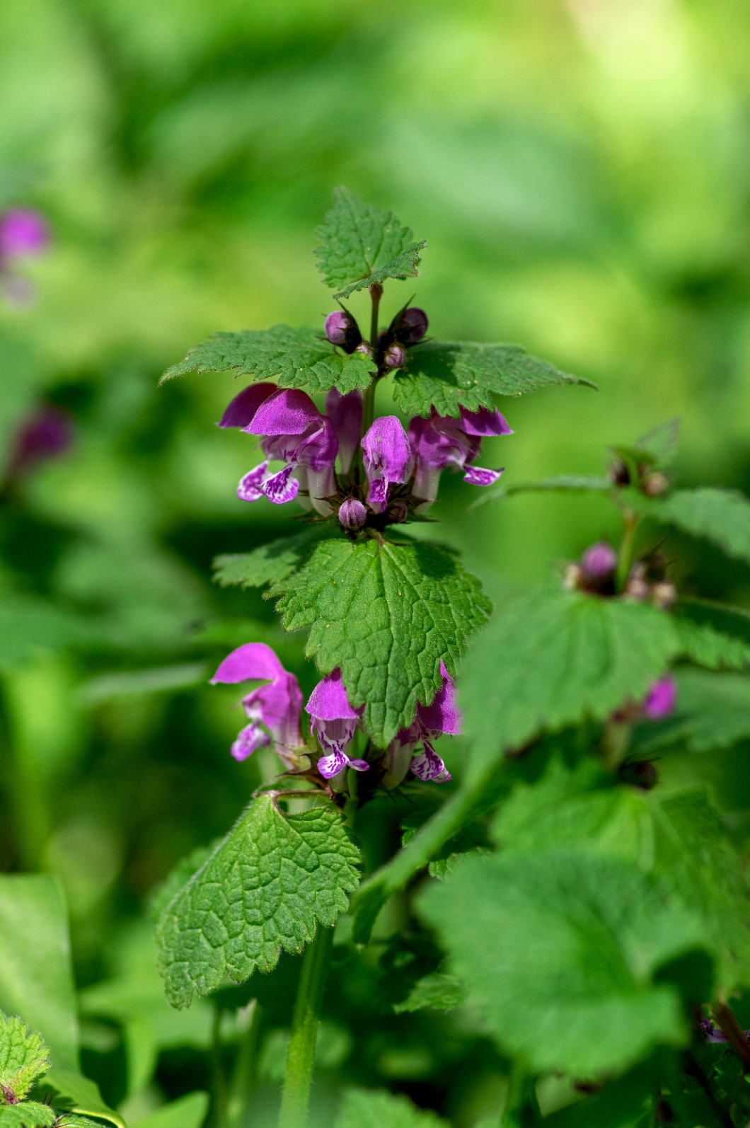 Lamium purpureum wild pink flowering purple dead-nettle flowers 