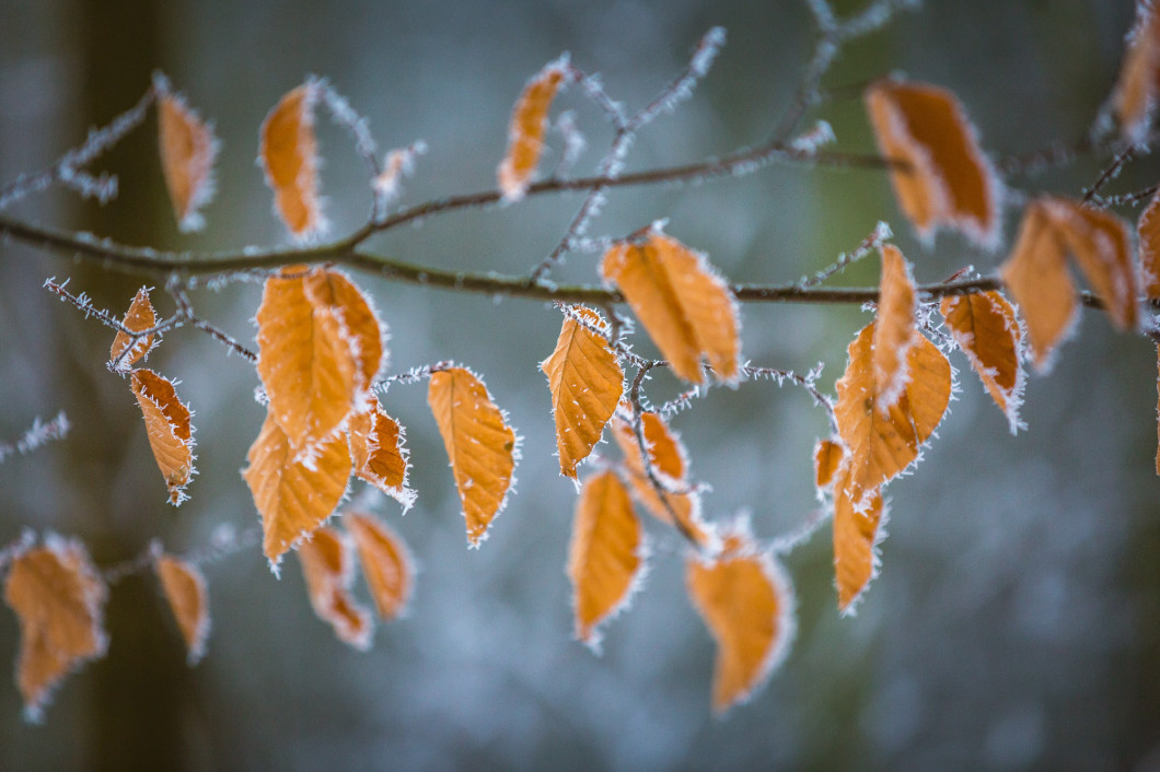Close up of beech leaves with hoarfost in winter forest