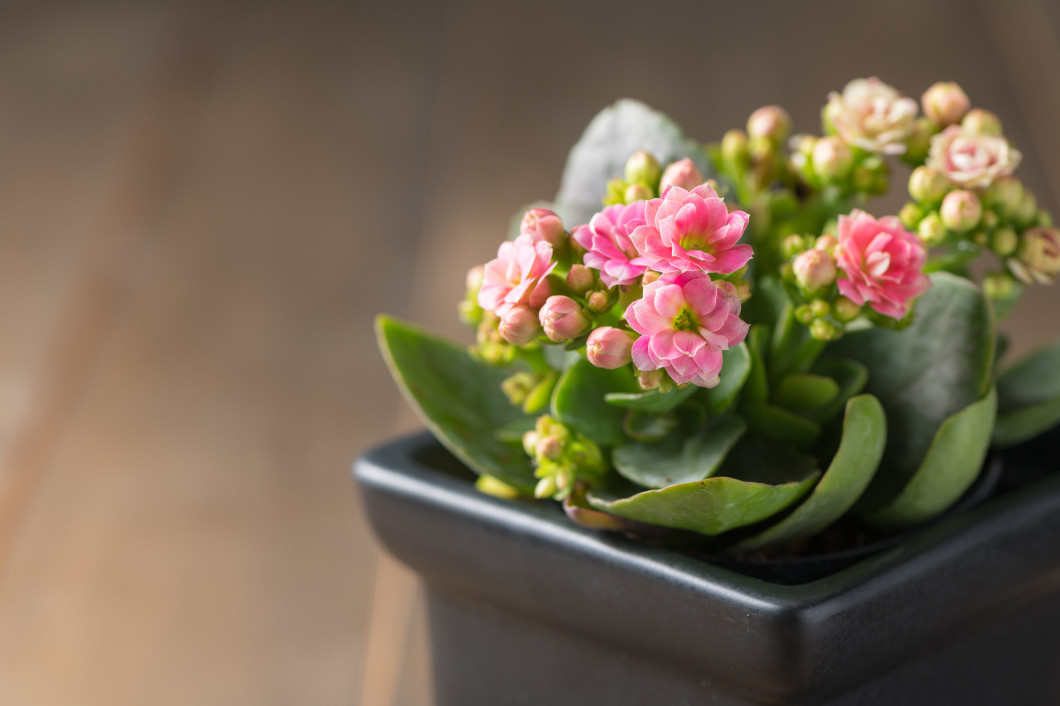 beautiful pink Kalanchoe flower in small pot 