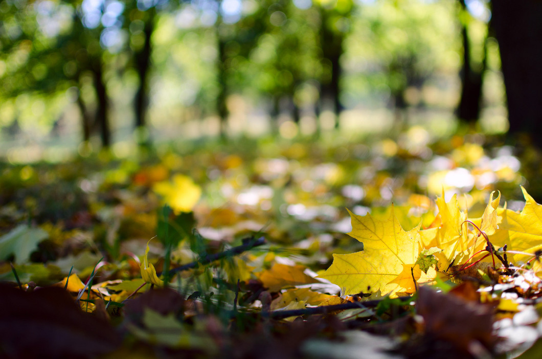 Autumn scene in a park