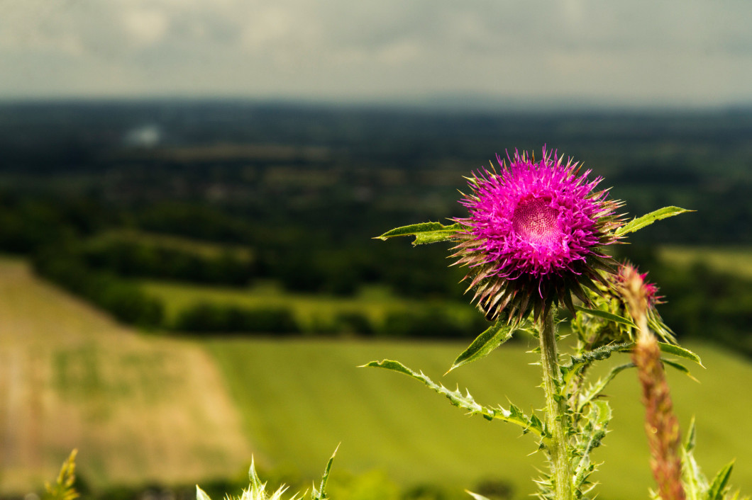 Pink thistle against view over the Chilterns in Buckinghamshire