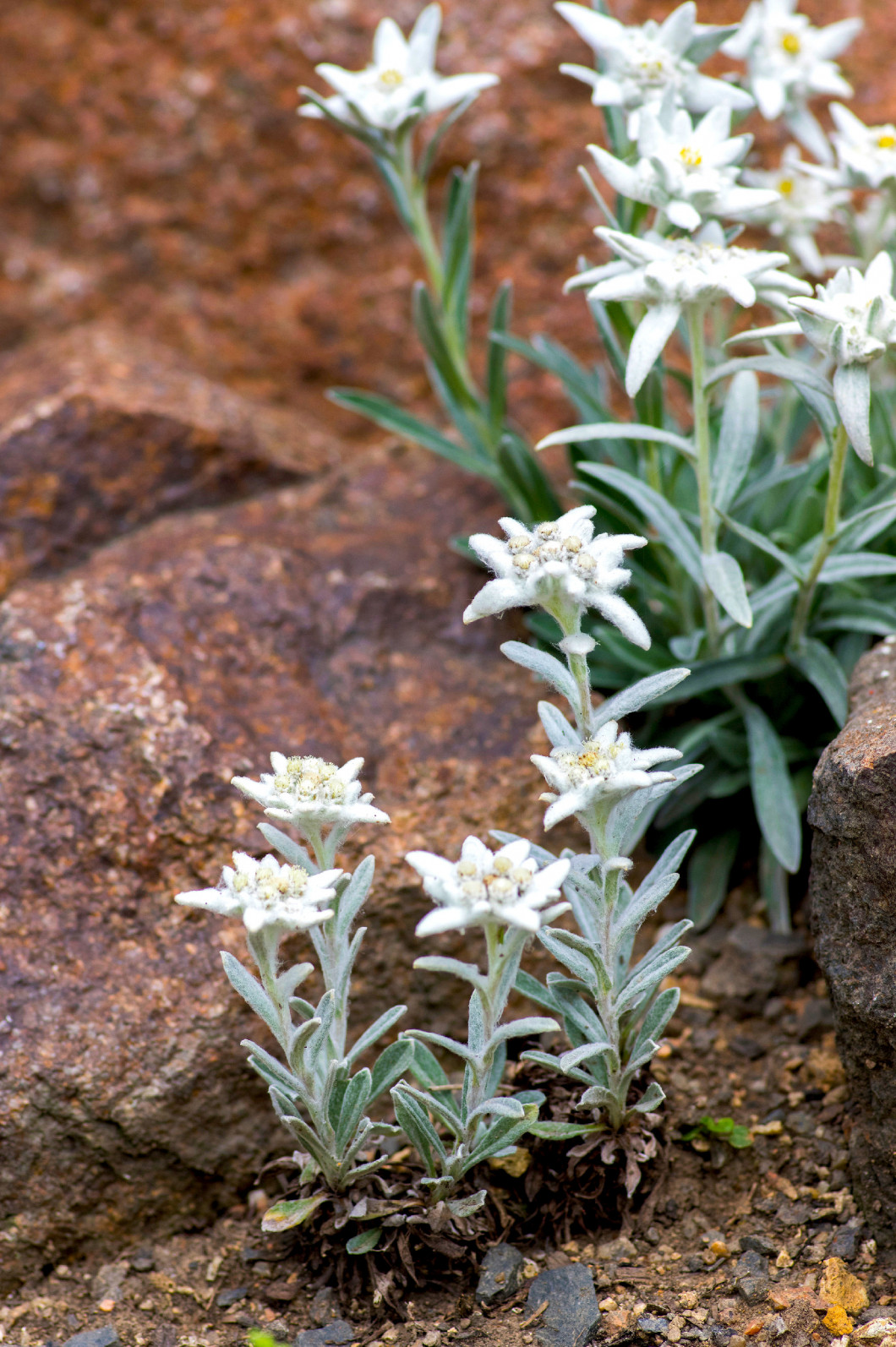 Leontopodium nivale strange white flowers, flowering mountain pl