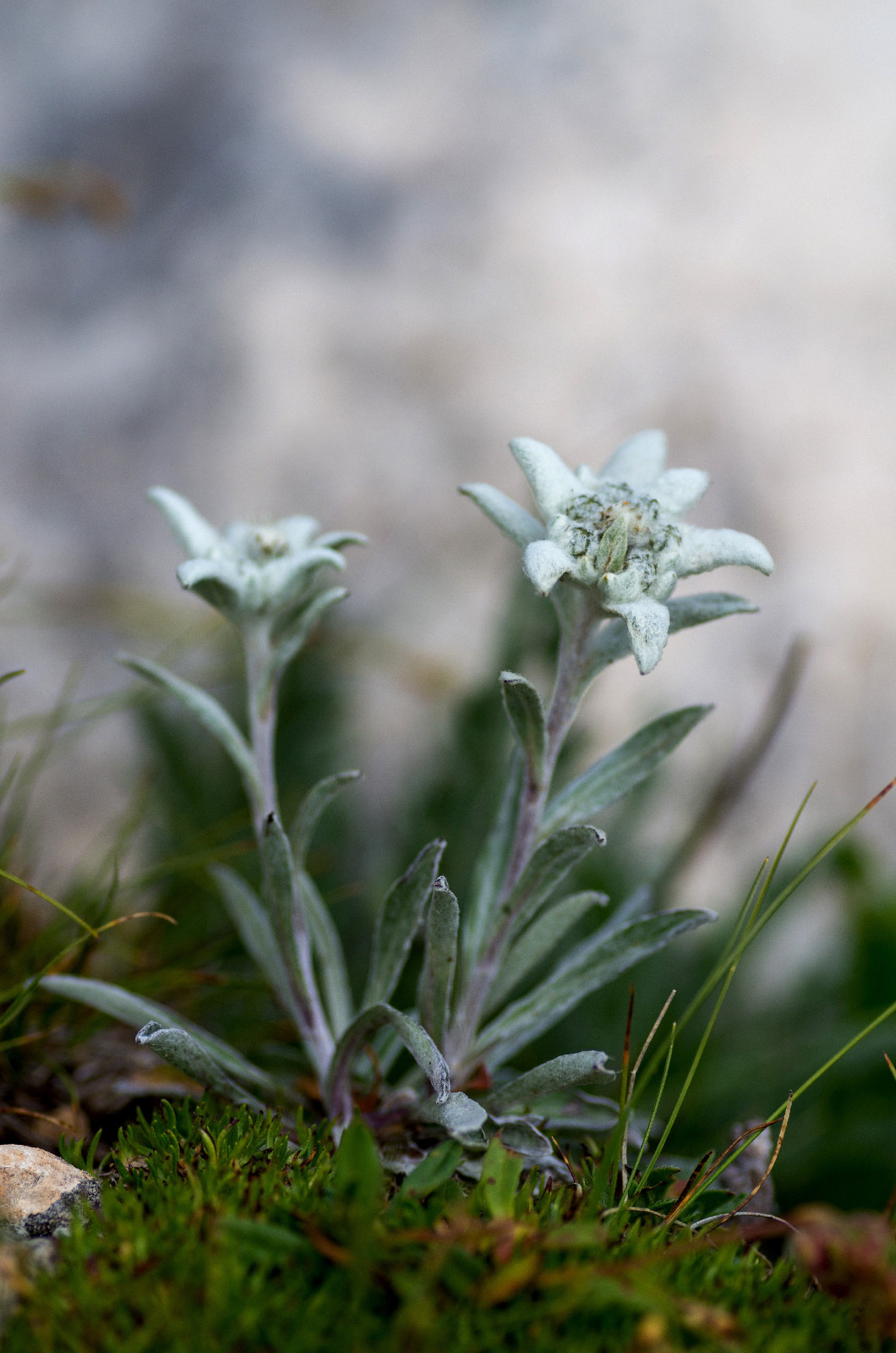 A close up of the flower edelweiss Leontopodium pallibinianum . 