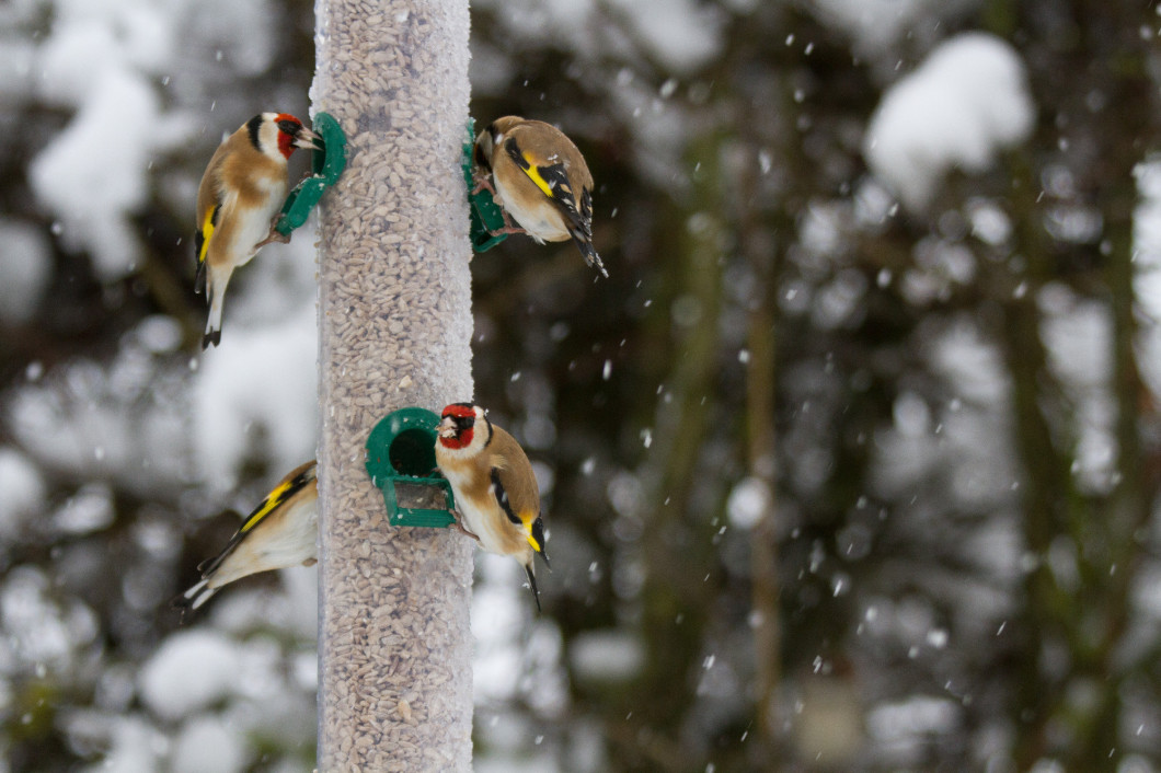 Goldfinches (Carduelis carduelis) on feeder in winter snow