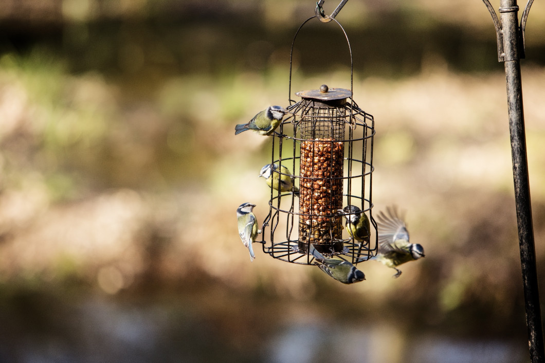 hungry birds