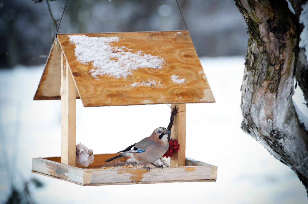 Eurasian jay on the winter bird feeder.