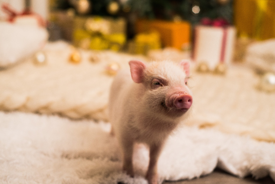 Cute smiling pink mini pig, background blurred