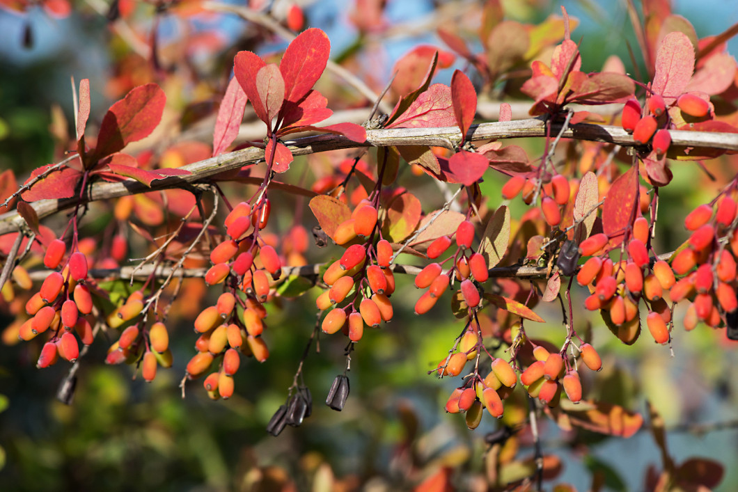 Berberis berries