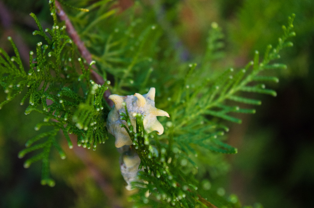 Incense cedar tree Calocedrus decurrens branch close up.