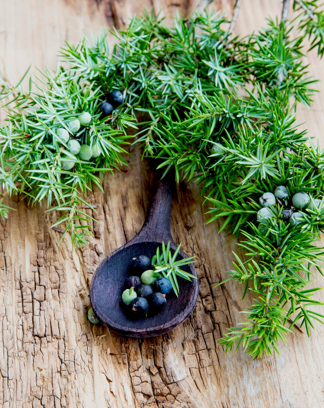 Juniper Fruits and Branch