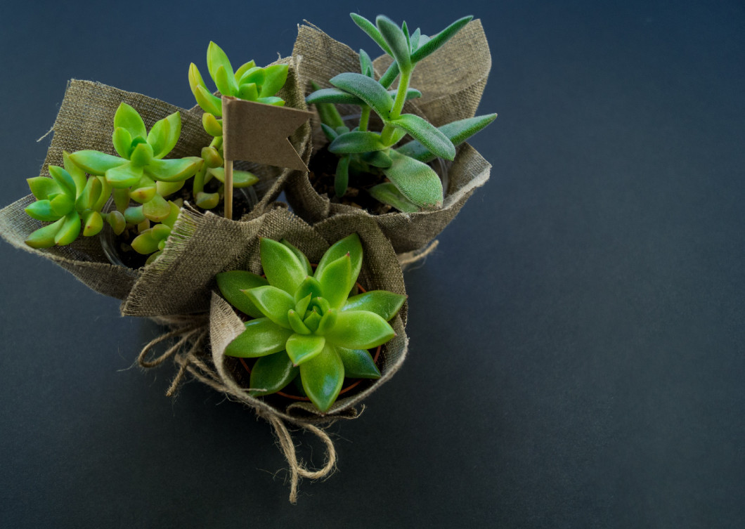 cactus in a pot wrapped in cloth stands on a black table. Flat lay.