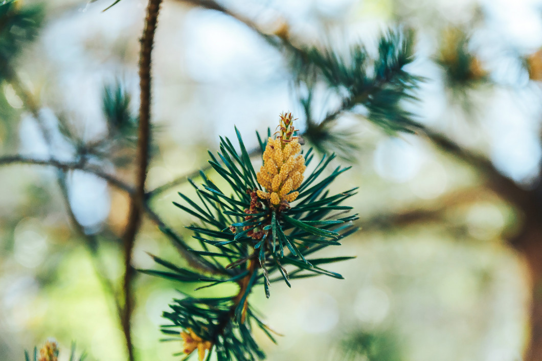 Pine blossoms in the spring