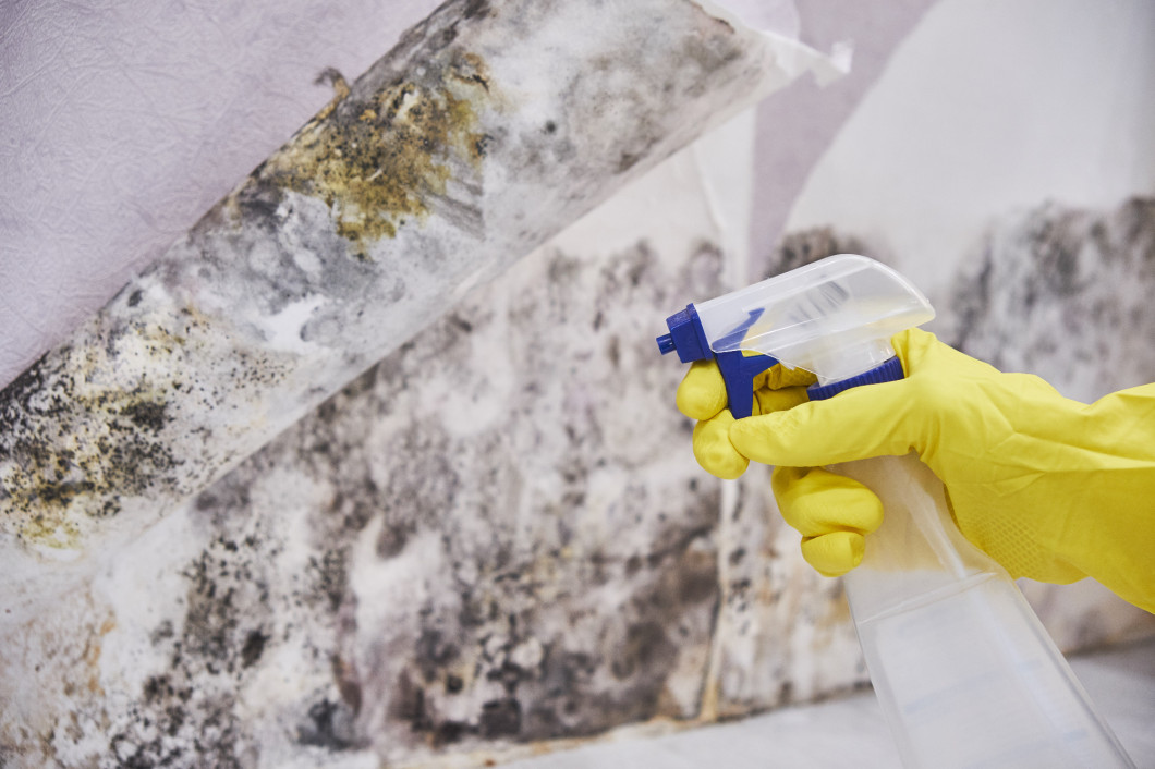 Housekeeper's Hand With Glove Cleaning Mold From Wall With Sponge And Spray Bottle