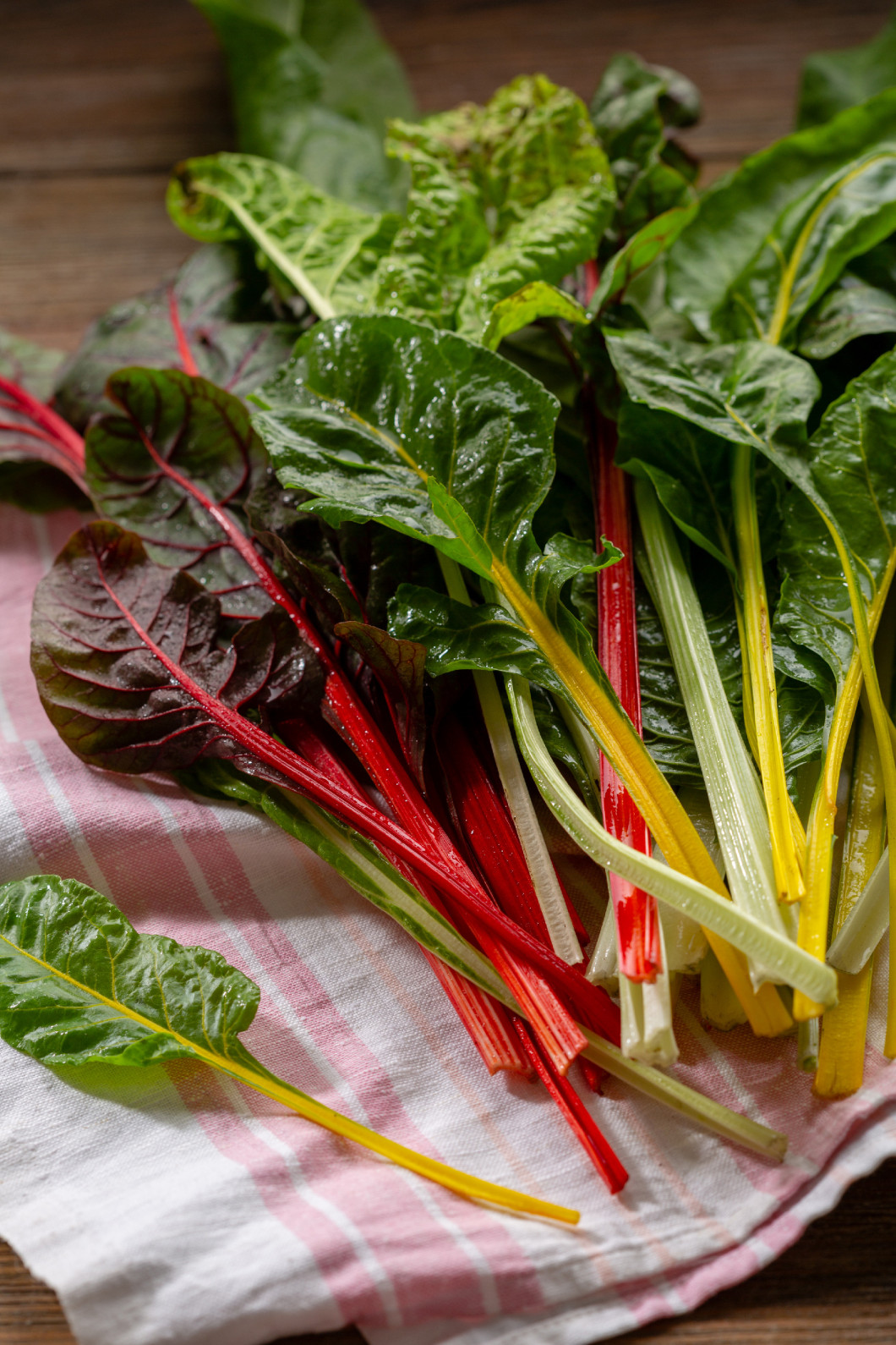 Harvest of swiss chard