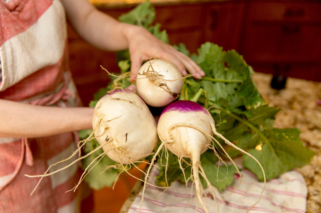 Large Turnips Grown at Home, Homegrown Turnips