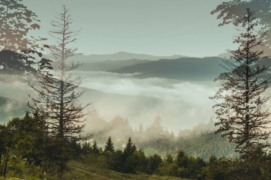 Forest hills of the Carpathian mountains, utensils fog.