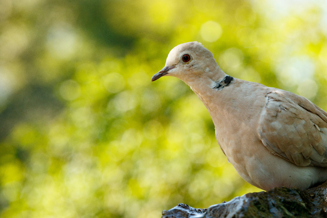 Bird sitting on a rock and looking at you 