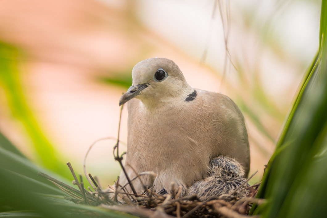 Dove bird sitting in the nest on a palm tree