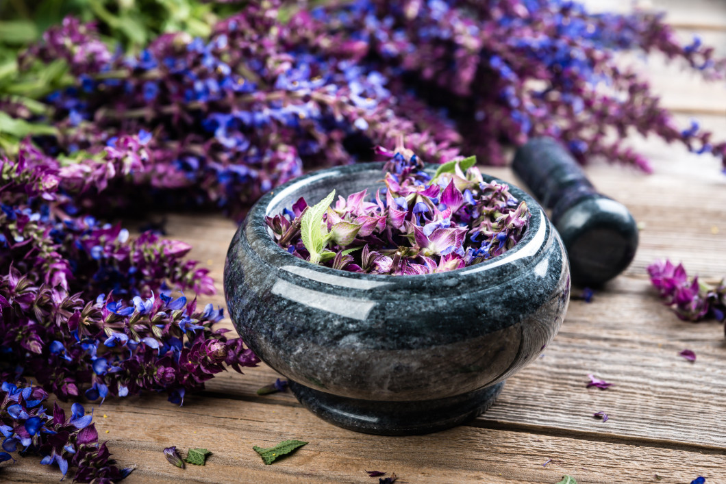 fresh salvia flowers.