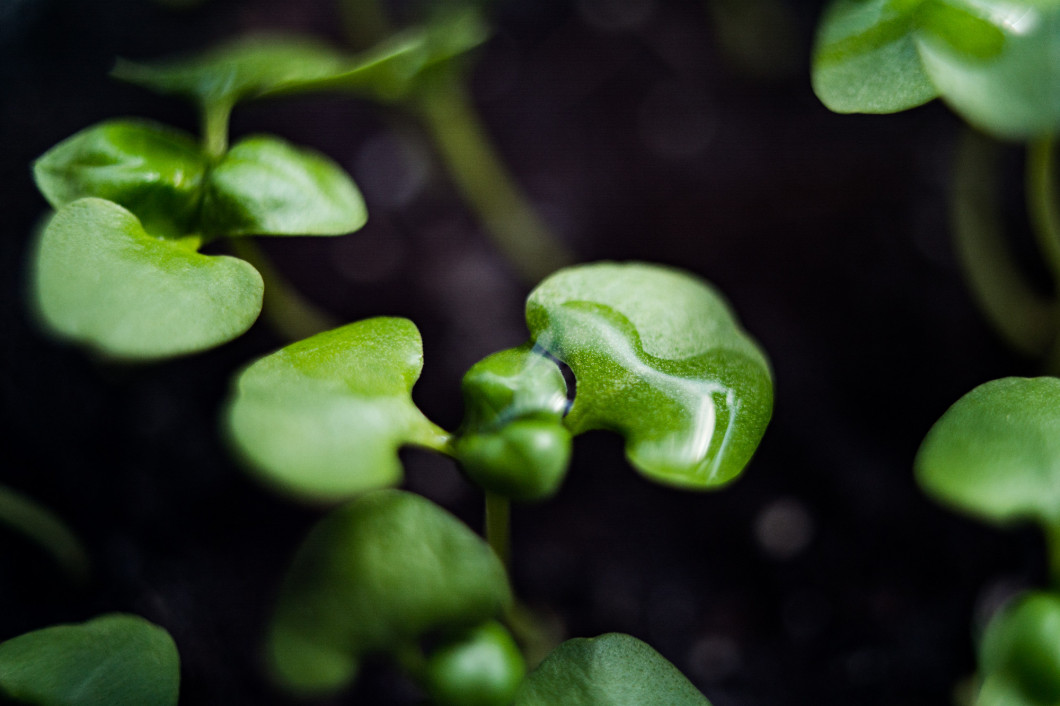 the small plants of basil