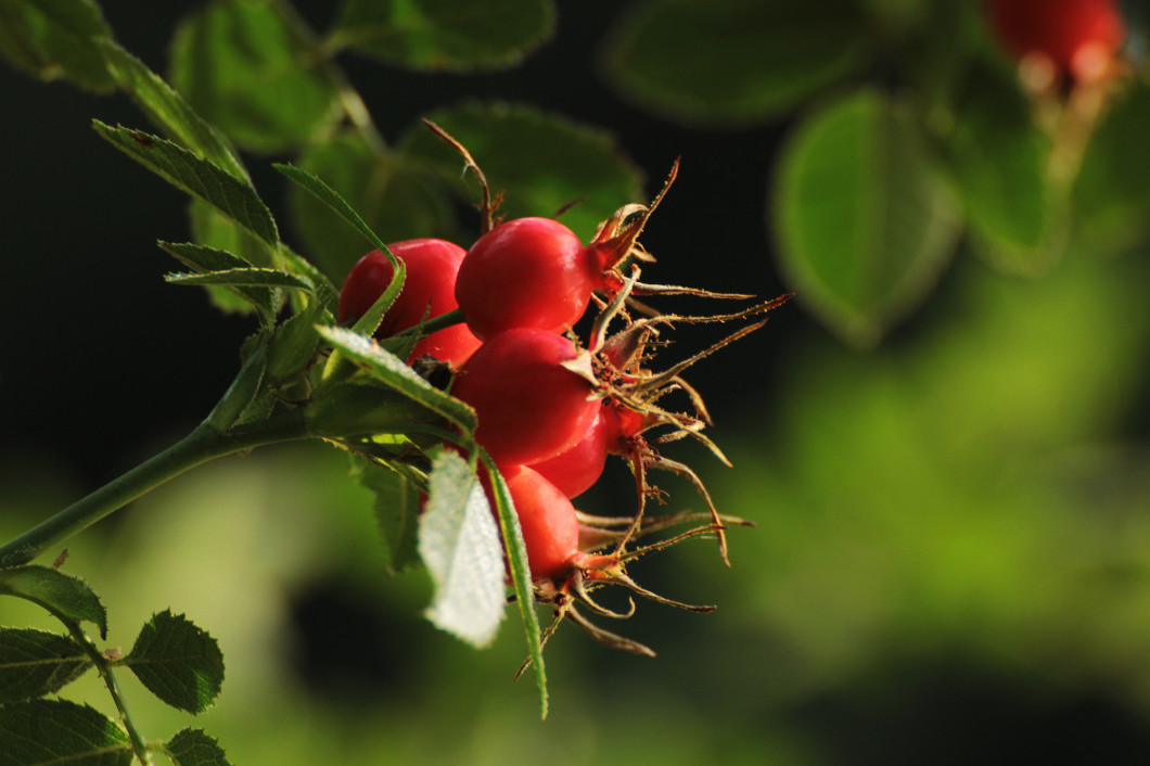 Red rose hips during nice autumn day