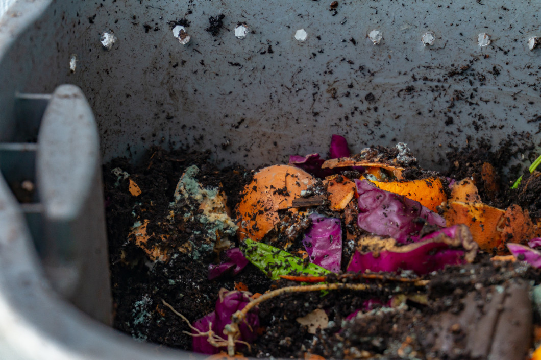 Worm vermiculture compost with rotting food scraps for gardening