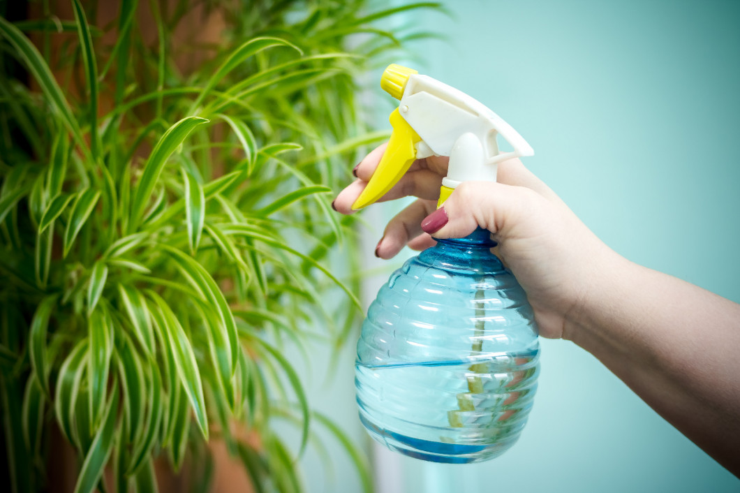 people, gardening, flower planting and profession concept - close up, hands of woman or gardener hands spraying house plant with sprayer in pot at home.