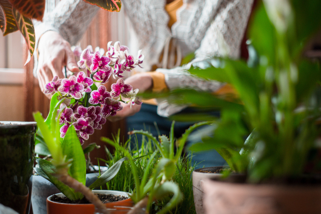 Woman cares for indoor flowers orchid, aloe