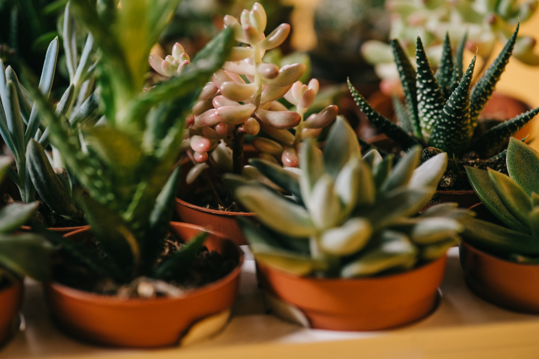 close-up view of beautiful various green succulents in pots