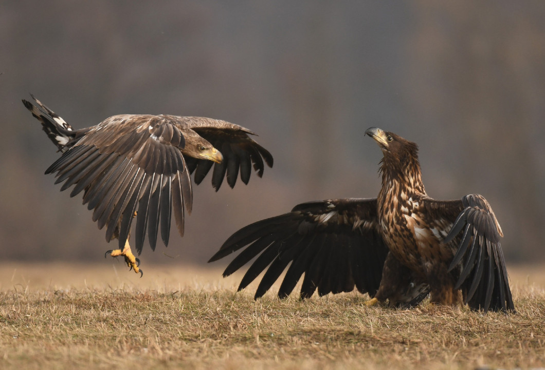 White tailed Eagle (Haliaeetus albicilla)