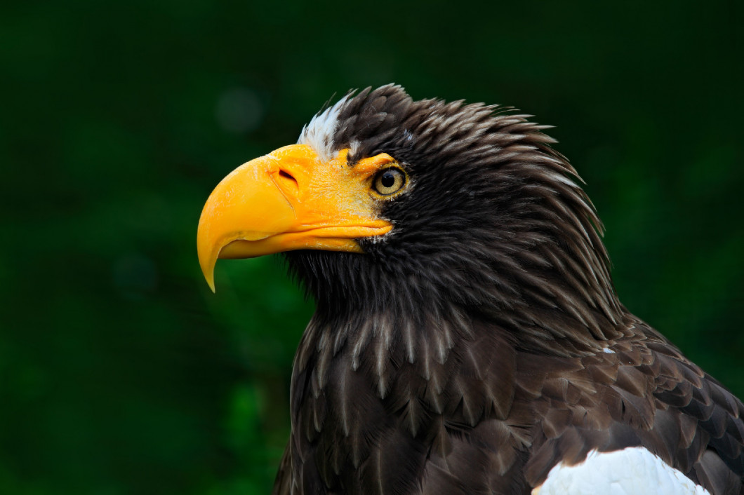 Steller's sea eagle, Haliaeetus pelagicus, portrait of brown bird of prey with big yellow bill, Kamchatka, Russia. Beautiful detail portrait of bird.