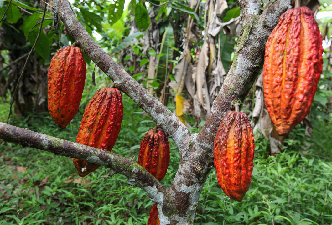 Cocoa growers in rainforest in Peru