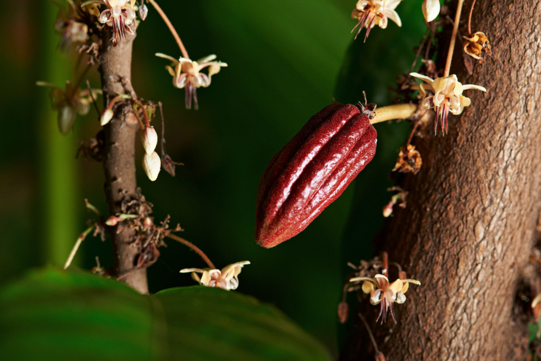 small cocoa pod with flowers