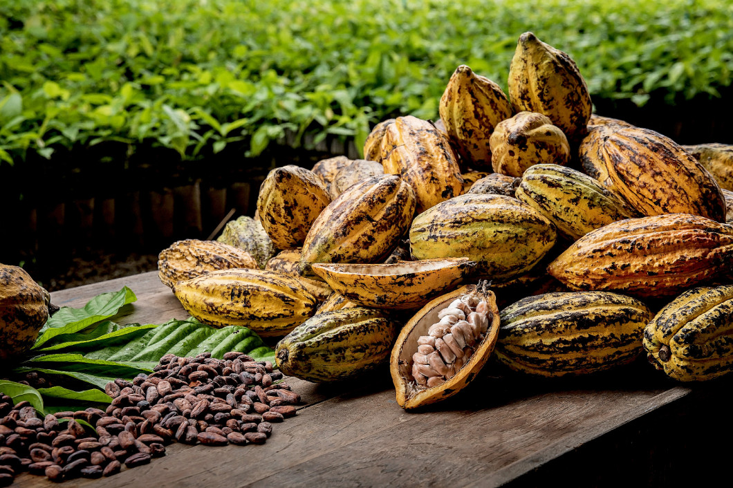 Cocoa Beans and Cocoa Fruits.