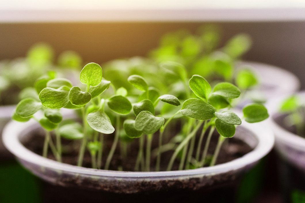 Young fresh seedling stands in plastic pots, cultivation of  in greenhouse. Seedlings sprout. Selective focus and shallow depth of field.