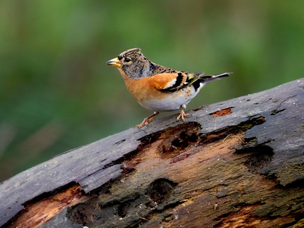 Brambling, Fringilla montifringilla