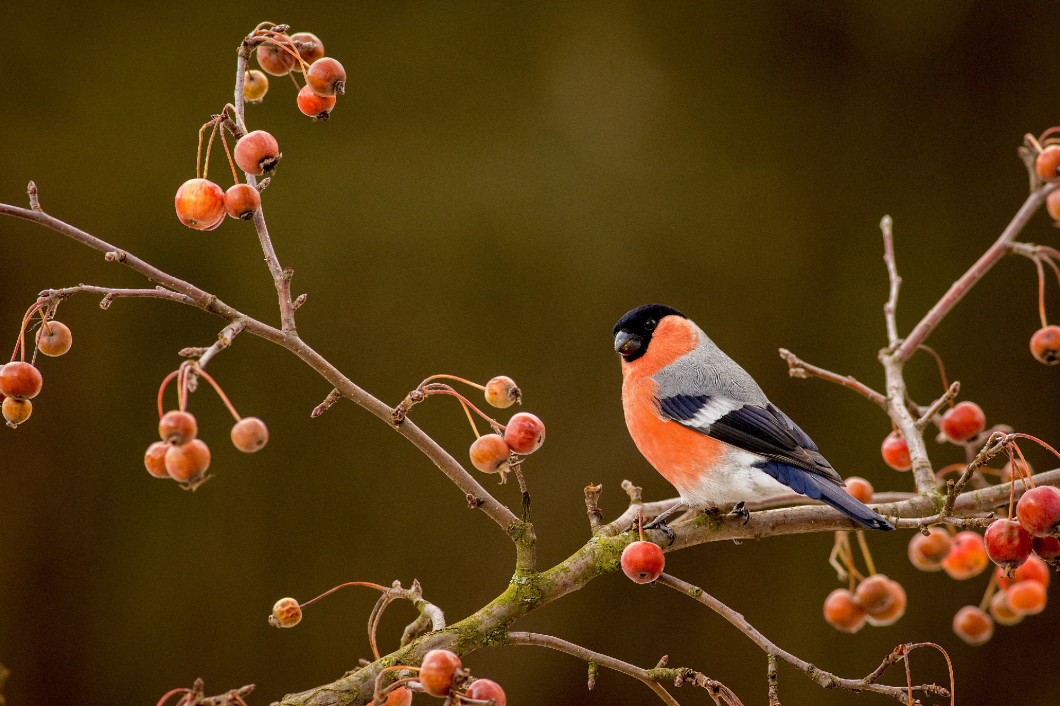  Eurasian Bullfinch (Pyrrhula pyrrhula) 