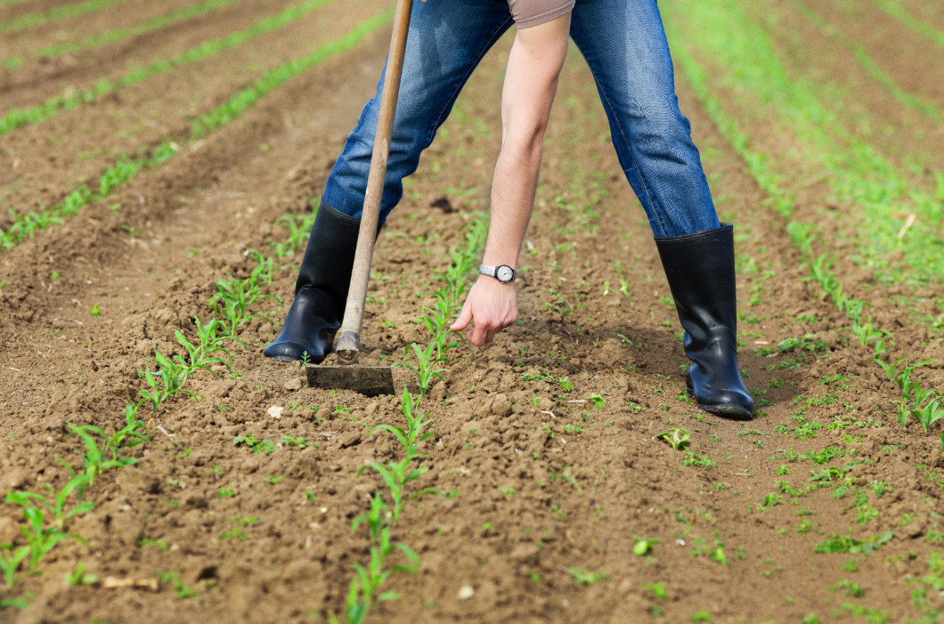 Weeding corn field