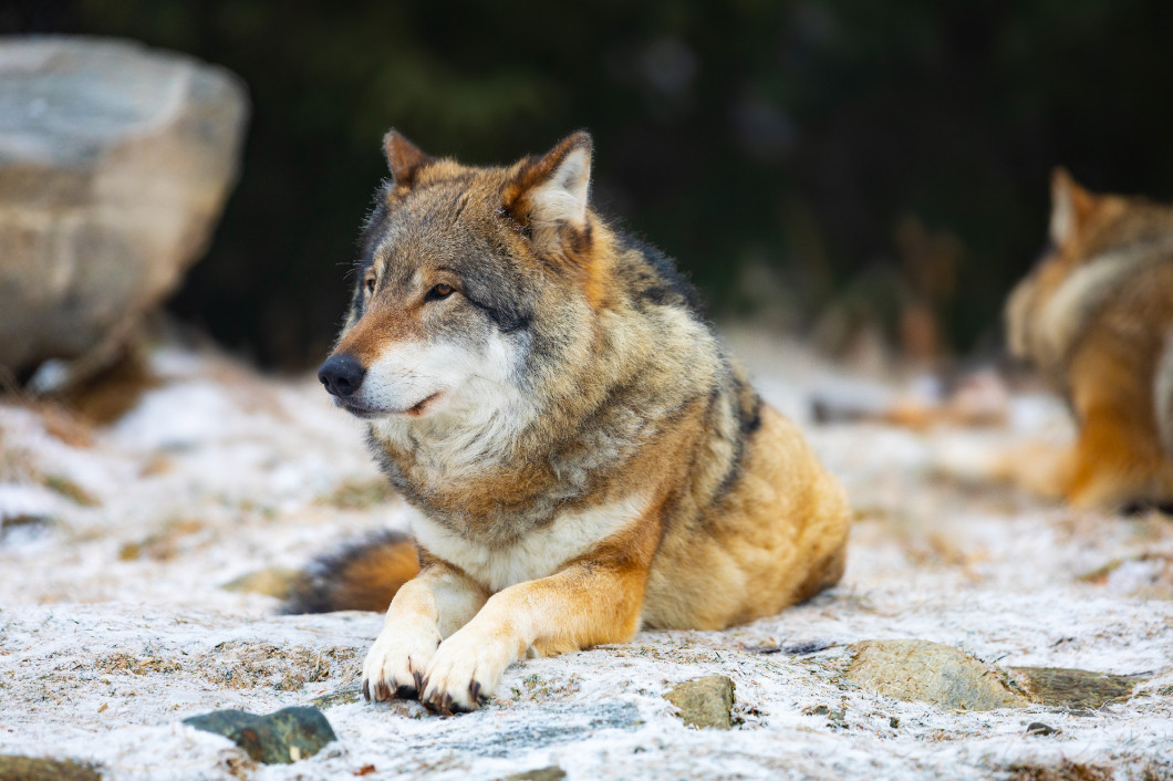 Resting wolfes in wolf pack at early winter