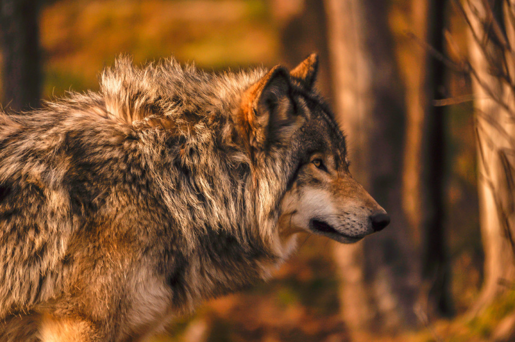 Grey wolf in autumn in Quebec, Canada.